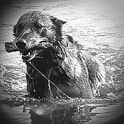 Combo a rejoint le concours — aidez-le/la à gagner de superbes lots ! active, animal, black_and_white, canine, dog, fetch, fur, happy, mouth, nature, outdoor, pet, playful, river, splash, stick, summer, teeth, water, wet