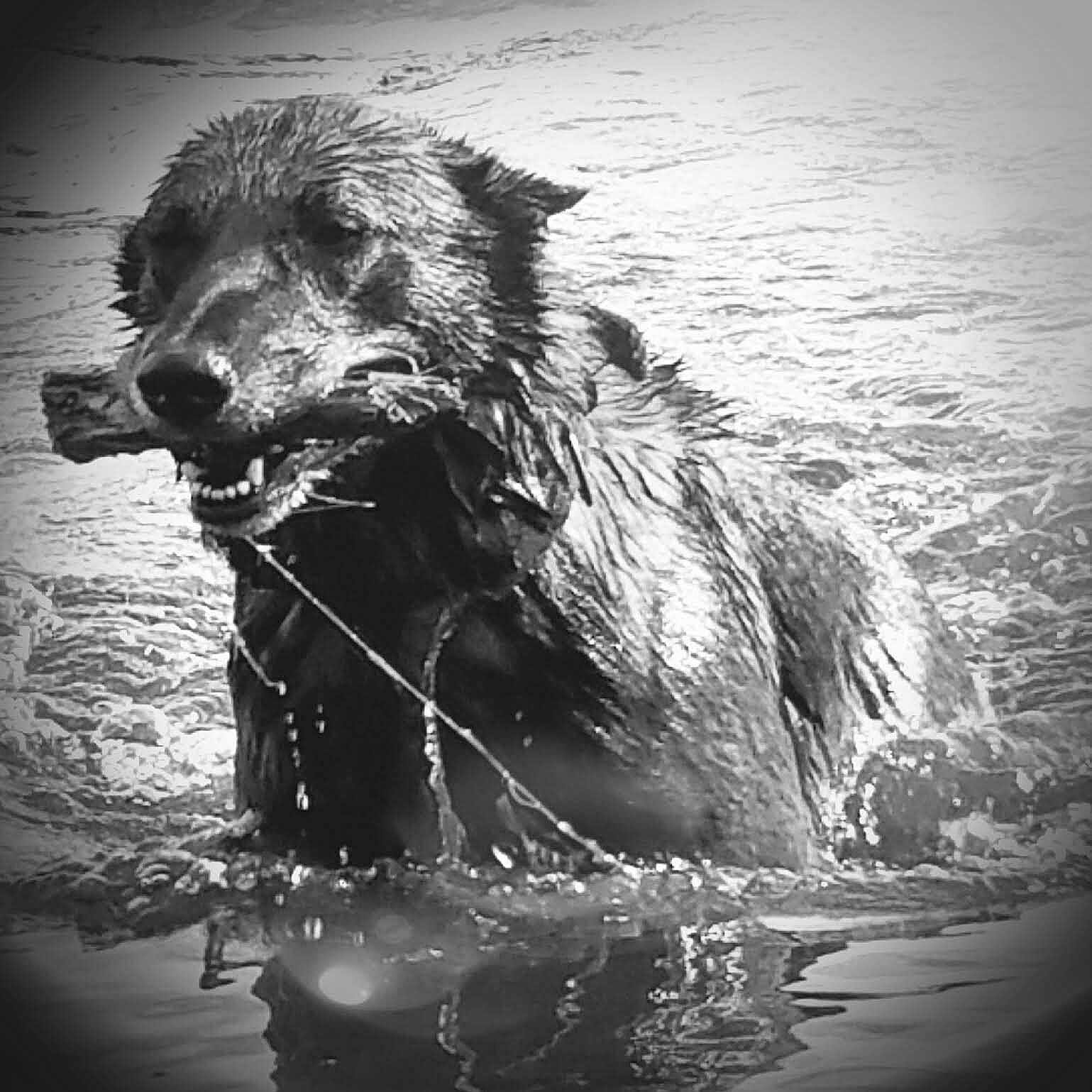 Combo a rejoint le concours — aidez-le/la à gagner de superbes lots ! active, animal, black_and_white, canine, dog, fetch, fur, happy, mouth, nature, outdoor, pet, playful, river, splash, stick, summer, teeth, water, wet