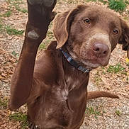 Tao a rejoint le concours — aidez-le/la à gagner de superbes lots ! dog, paw, brown, outdoor, grass, leaves, collar, pet, canine, animal, closeup, nature, paw_raised, attention, ears, snout, fur, ground, daylight, portrait