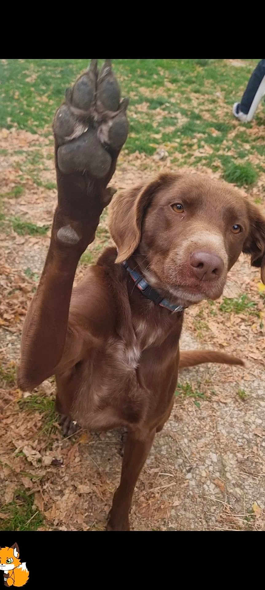 Tao a rejoint le concours — aidez-le/la à gagner de superbes lots ! dog, paw, brown, outdoor, grass, leaves, collar, pet, canine, animal, closeup, nature, paw_raised, attention, ears, snout, fur, ground, daylight, portrait