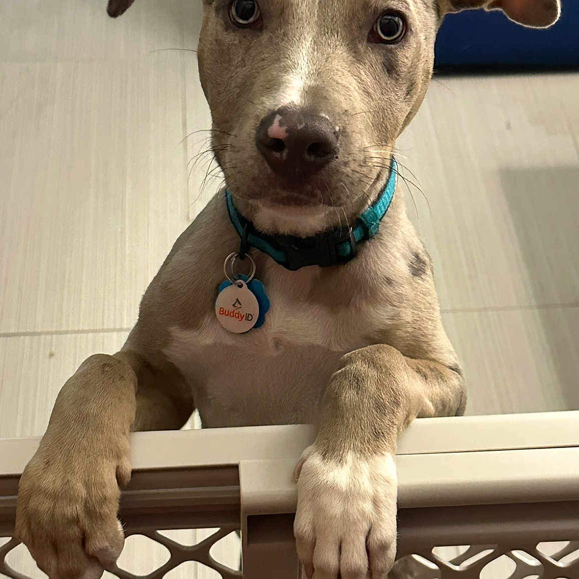 Simba is registered to the contest to win money with this photo: animal, baby_gate, brown, canine, close_up, collar, companion, curious, cute, dog, domestic, ears, floor, indoor, looking, pet, puppy, tag, white_paw, young_dog