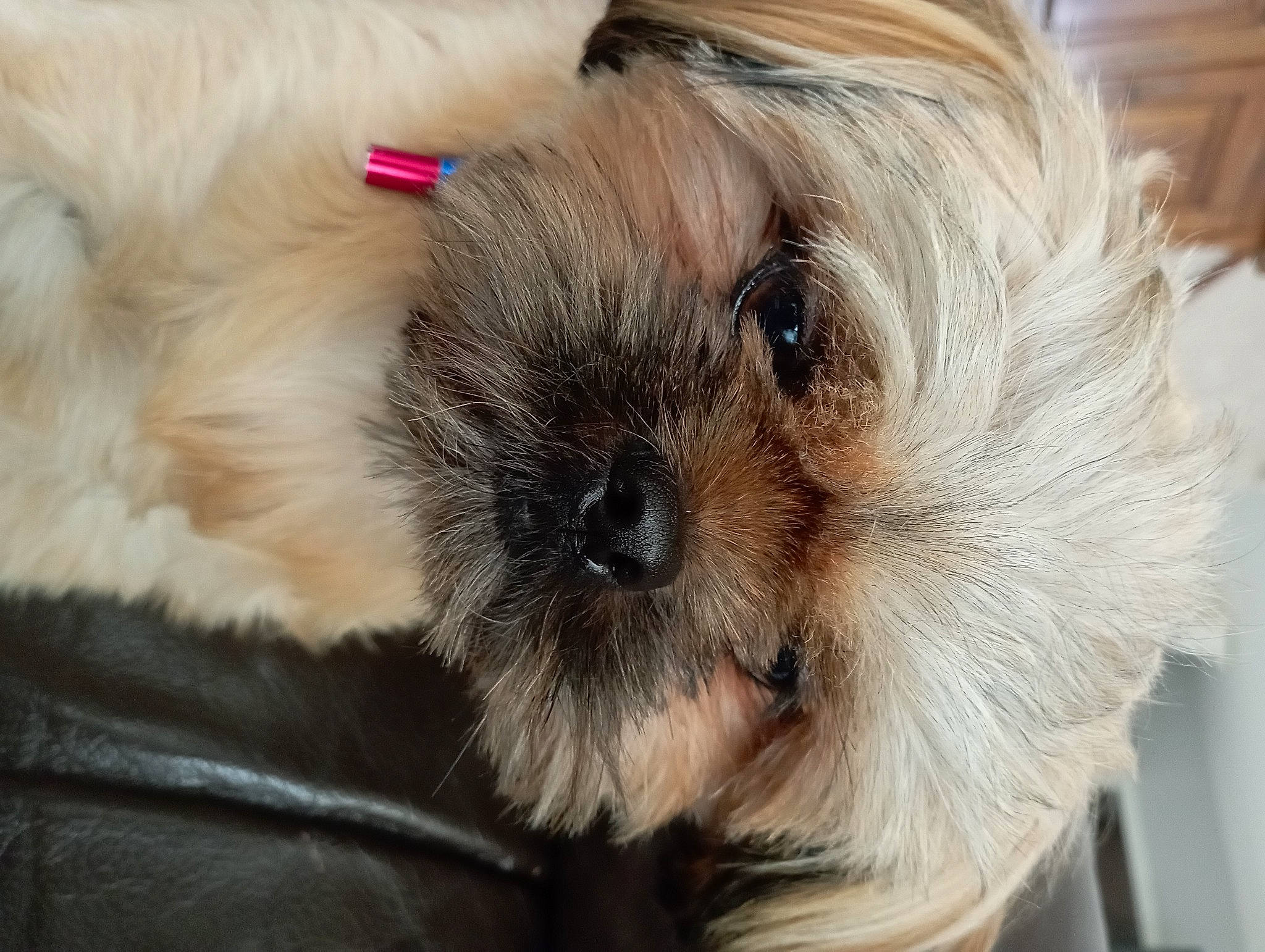 Zorro a rejoint le concours — aidez-le/la à gagner de superbes lots ! canidae, carnivore, companion_dog, dog, dog_breed, dog_supply, fawn, fur, liver, maltepoo, non_sporting_group, puppy_love, shih_poo, shih_tzu, small_terrier, sporting_group, terrier, toy_dog, whiskers, working_animal