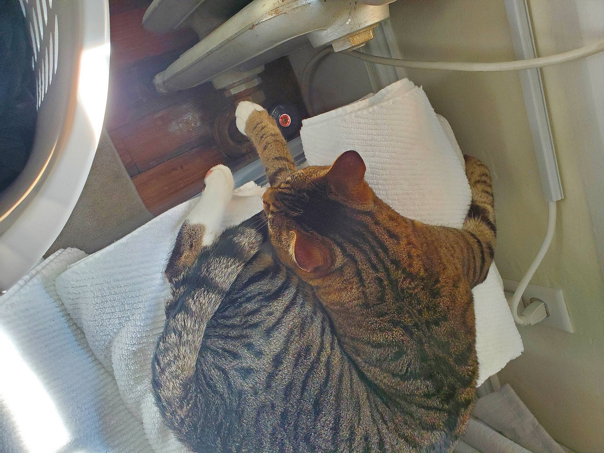 Cody is registered to the contest to win money with this photo: cat, felidae, fur, small_to_medium_sized_cats, tabby_cat, tail, thread, whiskers