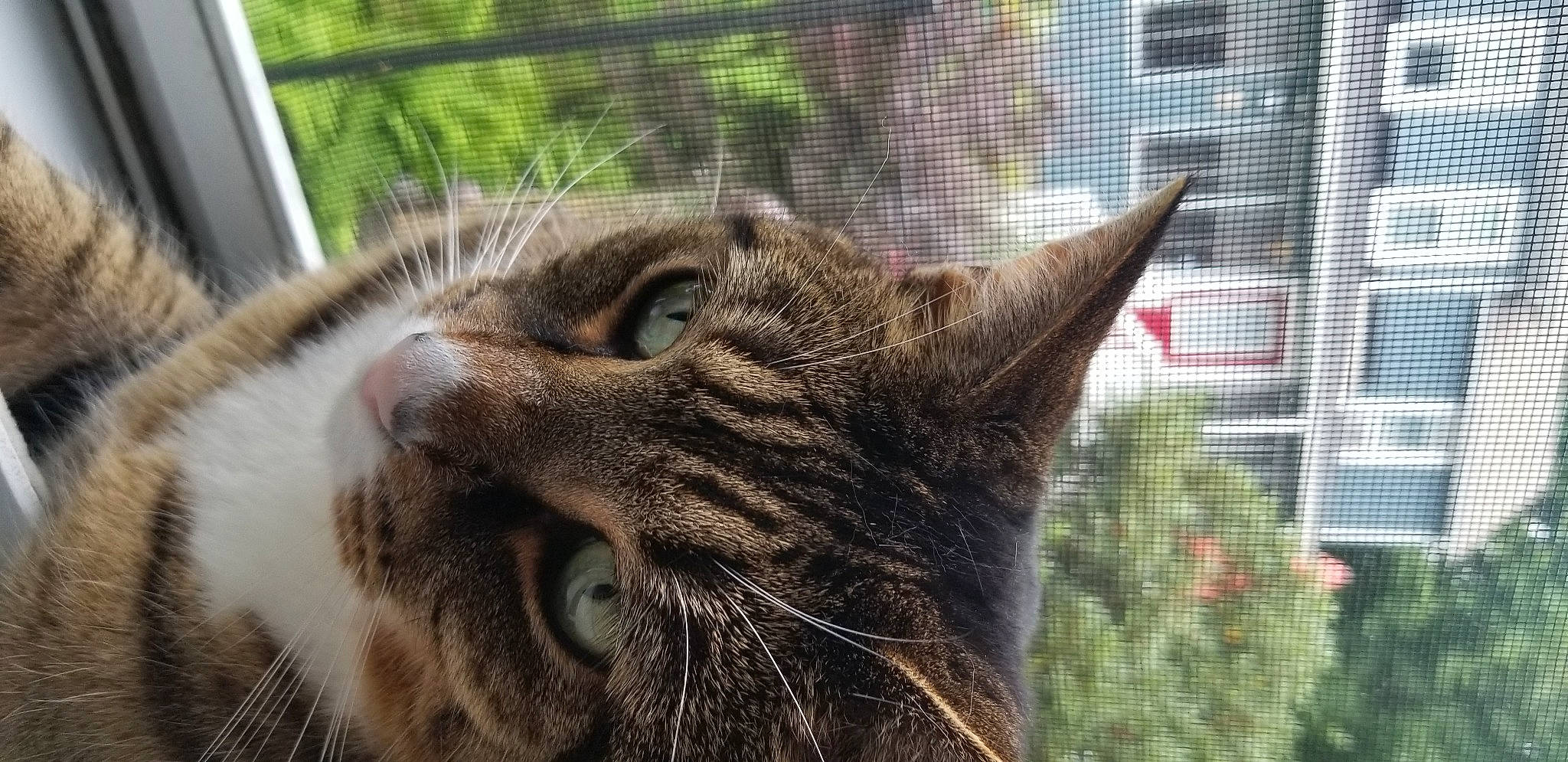 Cody joined the competition — help win amazing prizes! aegean_cat, american_shorthair, asian, bengal, california_spangled, carnivore, cat, domestic_short_haired_cat, dragon_li, european_shorthair, felidae, fur, ocicat, small_to_medium_sized_cats, snout, tabby_cat, toyger, tree, whiskers, wild_cat