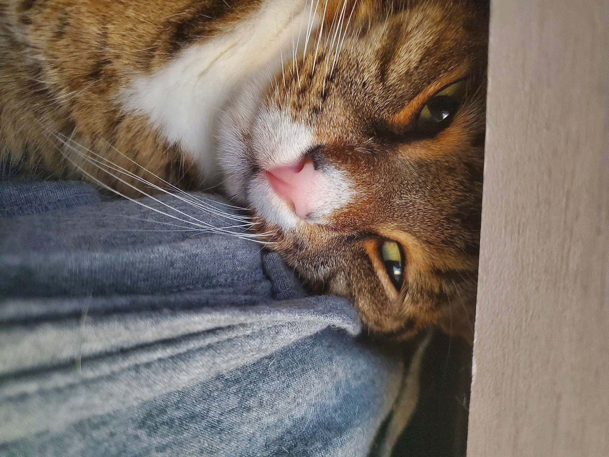 Cody is registered to the contest to win money with this photo: aegean_cat, asian, carnivore, cat, close_up, domestic_short_haired_cat, dragon_li, european_shorthair, eye, felidae, fur, kitten, mammal, nose, paw, pixie_bob, small_to_medium_sized_cats, snout, tabby_cat, whiskers