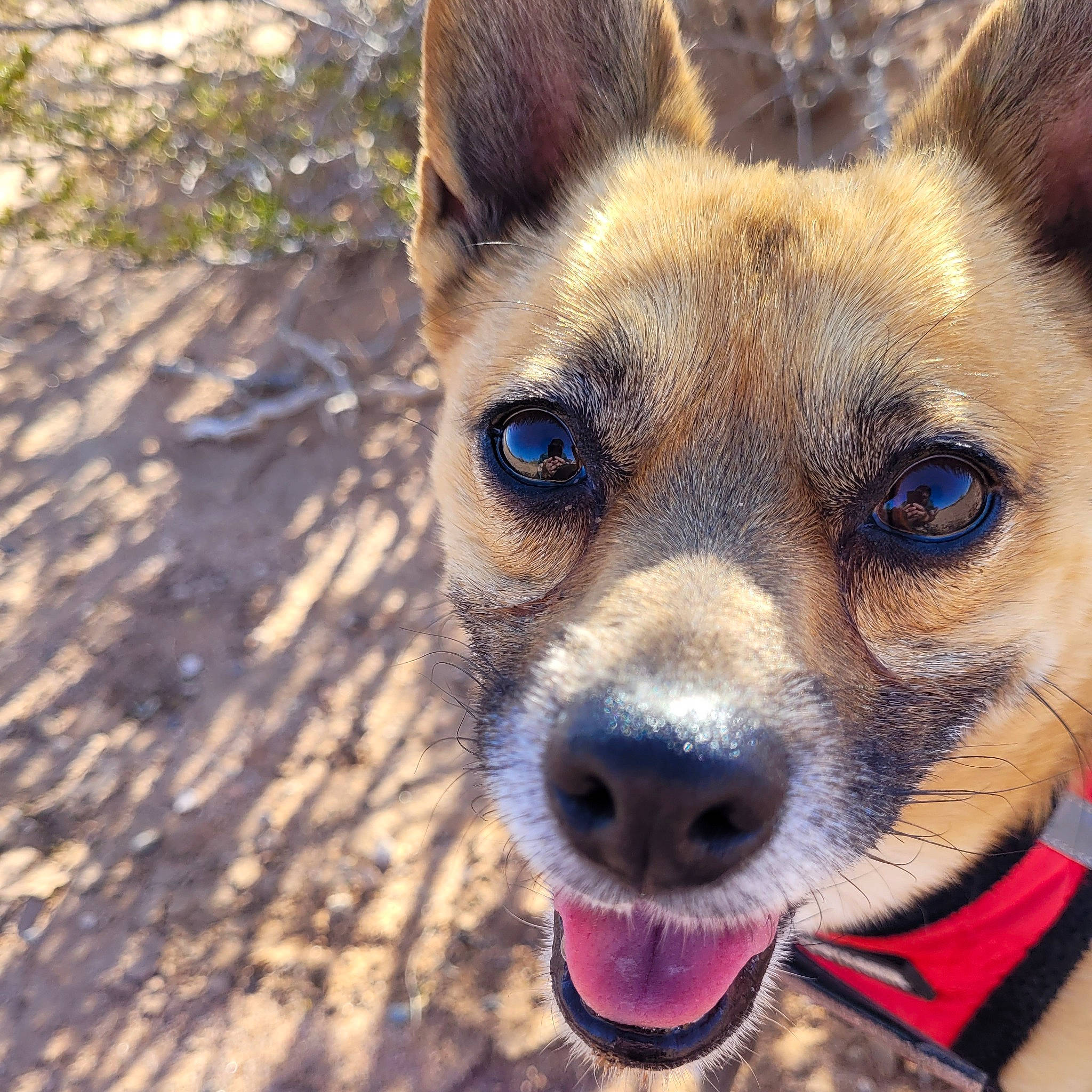 Bradley is registered to the contest to win money with this photo: ancient_dog_breeds, canidae, carnivore, collar, companion_dog, dog, dog_breed, dog_collar, ear, fawn, fur, non_sporting_group, puppy, snout, sporting_group, terrestrial_animal, whiskers, wildlife, wood, working_animal