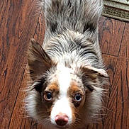 Dublin is registered to the contest to win money with this photo: dog, blue_eyes, fur, pet, animal, indoor, wooden_floor, curious, looking_up, ears, nose, brown, white, black, patterned_rug, companion, cute, domestic_animal, portrait, fur_texture
