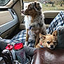 dog, car_interior, blanket, travel, window, seat, small_dog, medium_dog, blue_eyes, fur, pet, cozy, leather_bag, water_bottle, cup_holder, car_seat, resting, alert, side_view, plaid_pattern