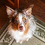dog, pet, animal, blue_eyes, ears, fur, looking_up, indoor, carpet, floor, brown, white, cute, adorable, canine, nose, face, domestic_animal, alert, fluffy