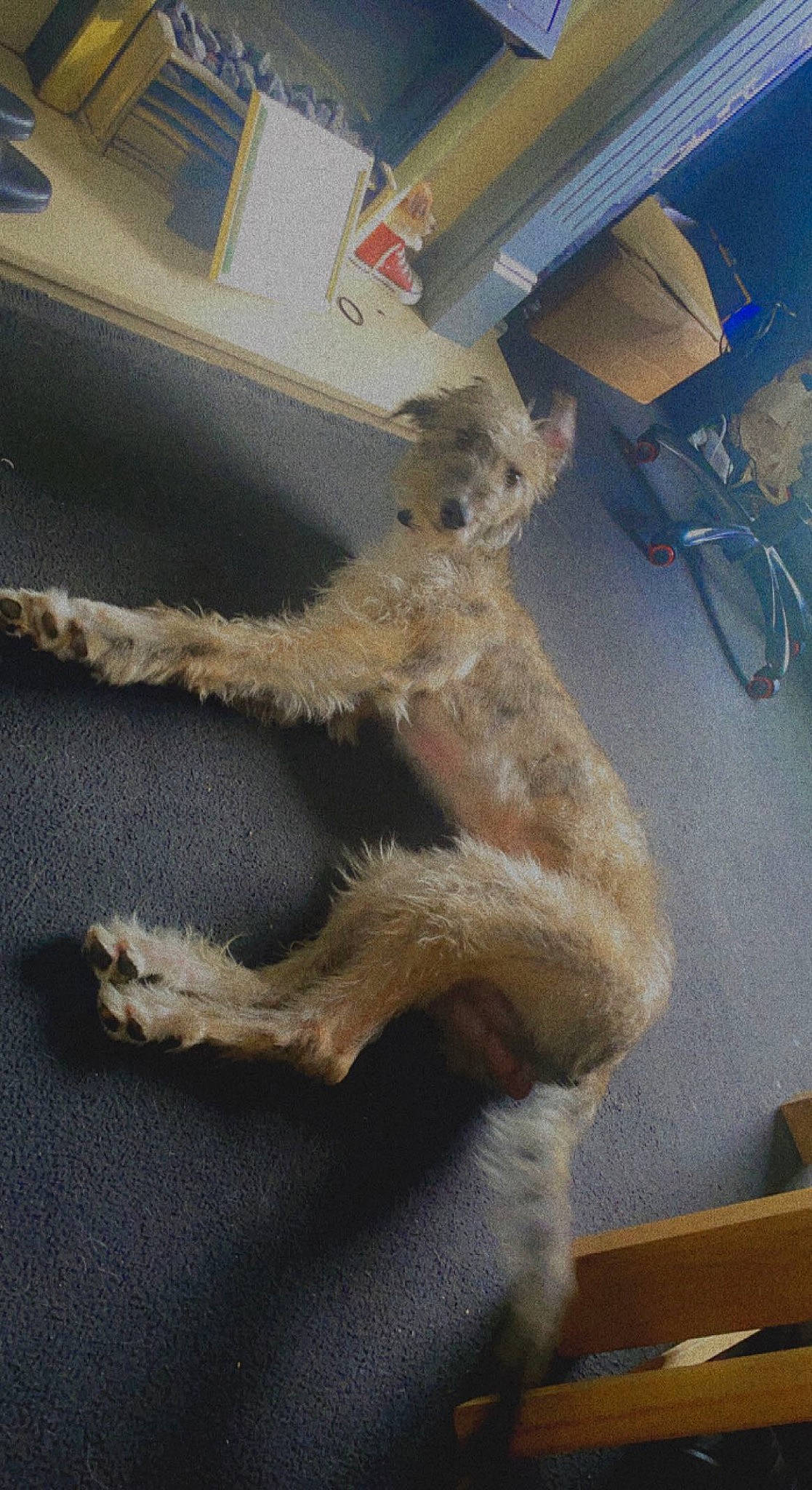 Apollo is registered to the contest to win money with this photo: canidae, claw, companion_dog, dog, dog_breed, fawn, flooring, foot, fur, sporting_group, tail, terrier, wood, wool