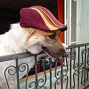 Pawa a rejoint le concours — aidez-le/la à gagner de superbes lots ! dog, cap, hat, pet, animal, indoor, railing, window, curtain, metal, white_fur, portrait, side_view, looking, closeup, decor, house, domestic, cute, cozy