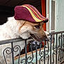 dog, cap, hat, pet, animal, indoor, railing, window, curtain, metal, white_fur, portrait, side_view, looking, closeup, decor, house, domestic, cute, cozy
