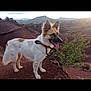adventure, animal, canine, collar, daylight, dog, fur, greenery, happy, hill, landscape, mountain, nature, outdoor, pet, rock, scenery, sunset, tongue, wildlife