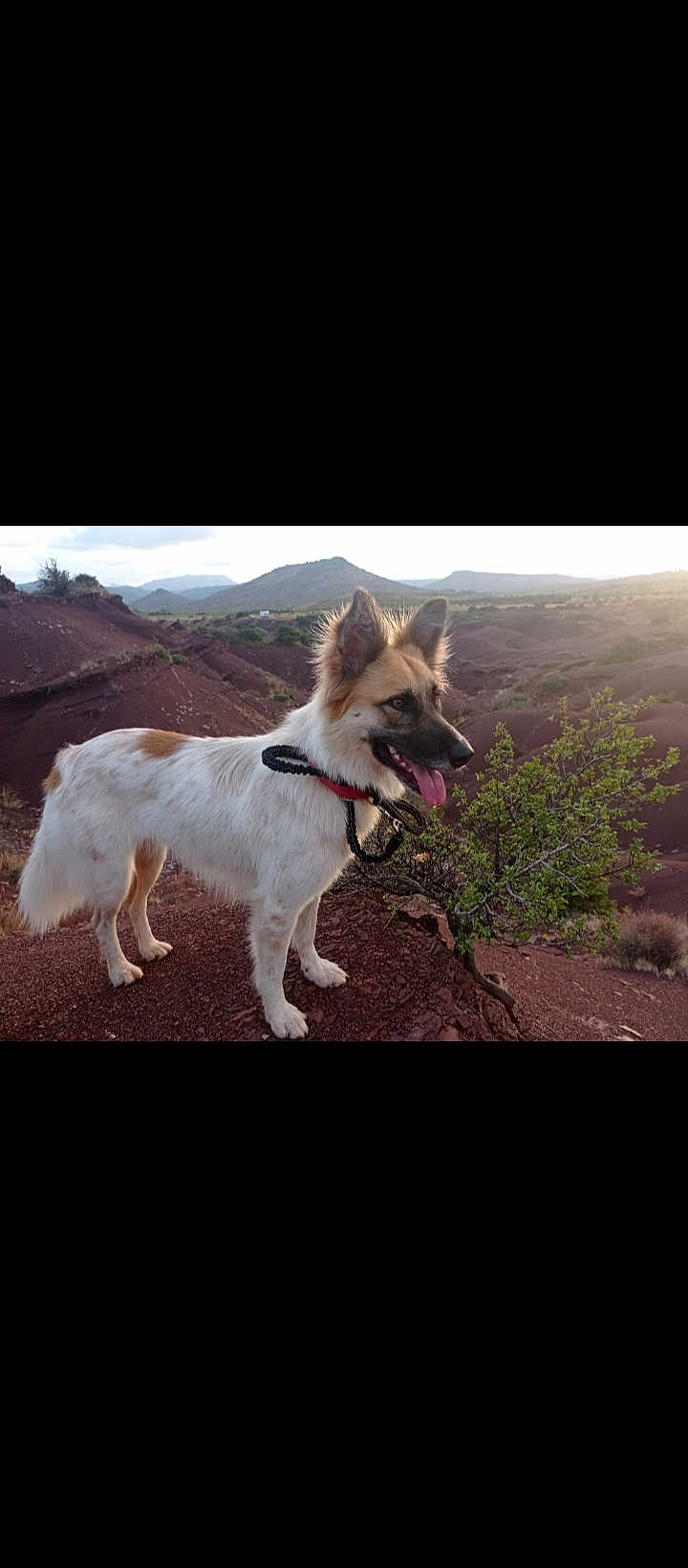 Pawa