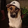 dog, hat, adidas, outdoor, plant, greenery, canine, pet, animal, portrait, cap, fur, sitting, brown, white, face, ears, eyes, shadow, night