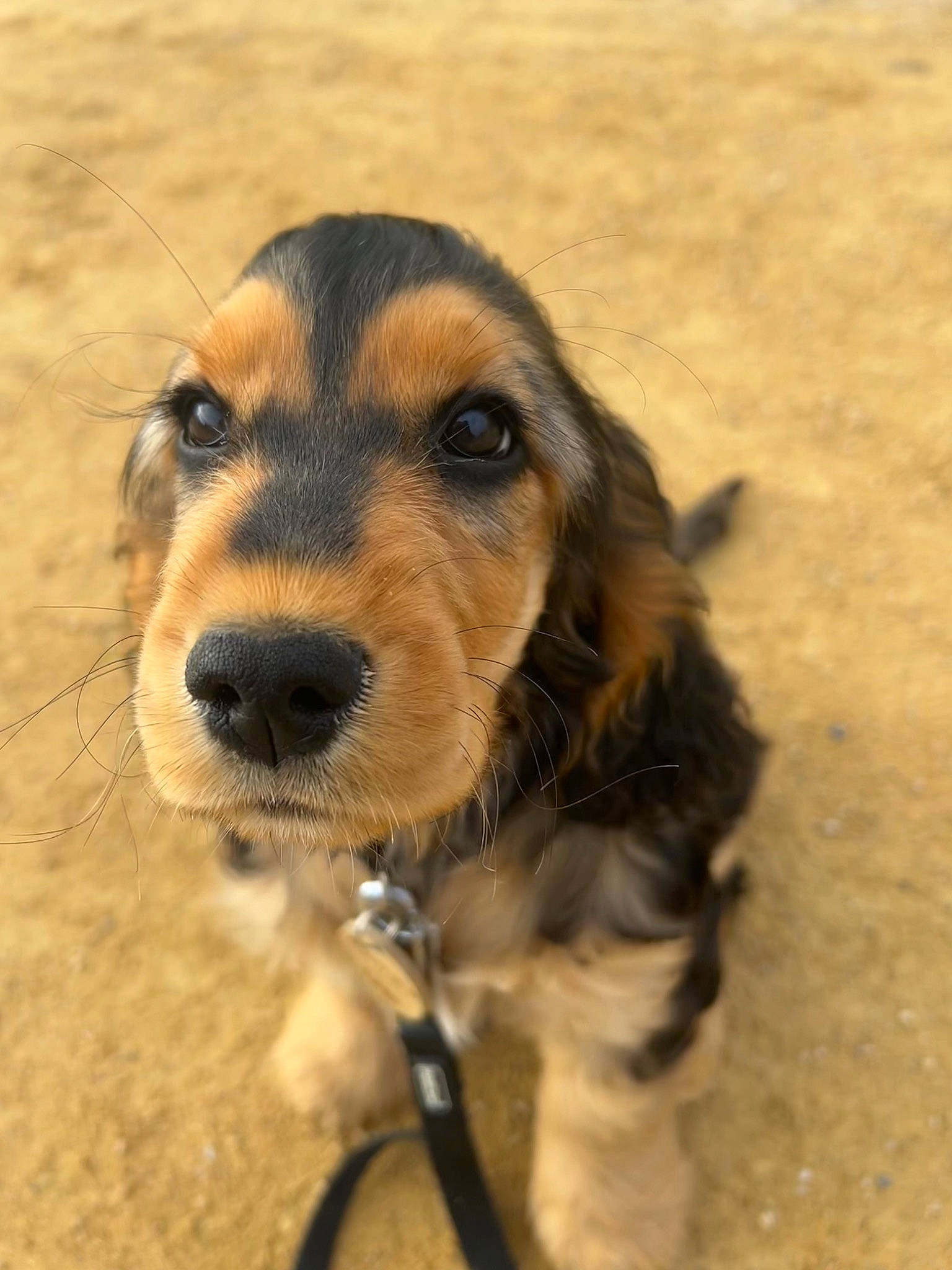 Taïga a rejoint le concours — aidez-le/la à gagner de superbes lots ! canidae, carnivore, collar, companion_dog, dog, dog_breed, ear, eye, fawn, fur, hunting_dog, liver, pet_supply, snout, soil, sporting_group, terrestrial_animal, whiskers, working_animal, working_dog