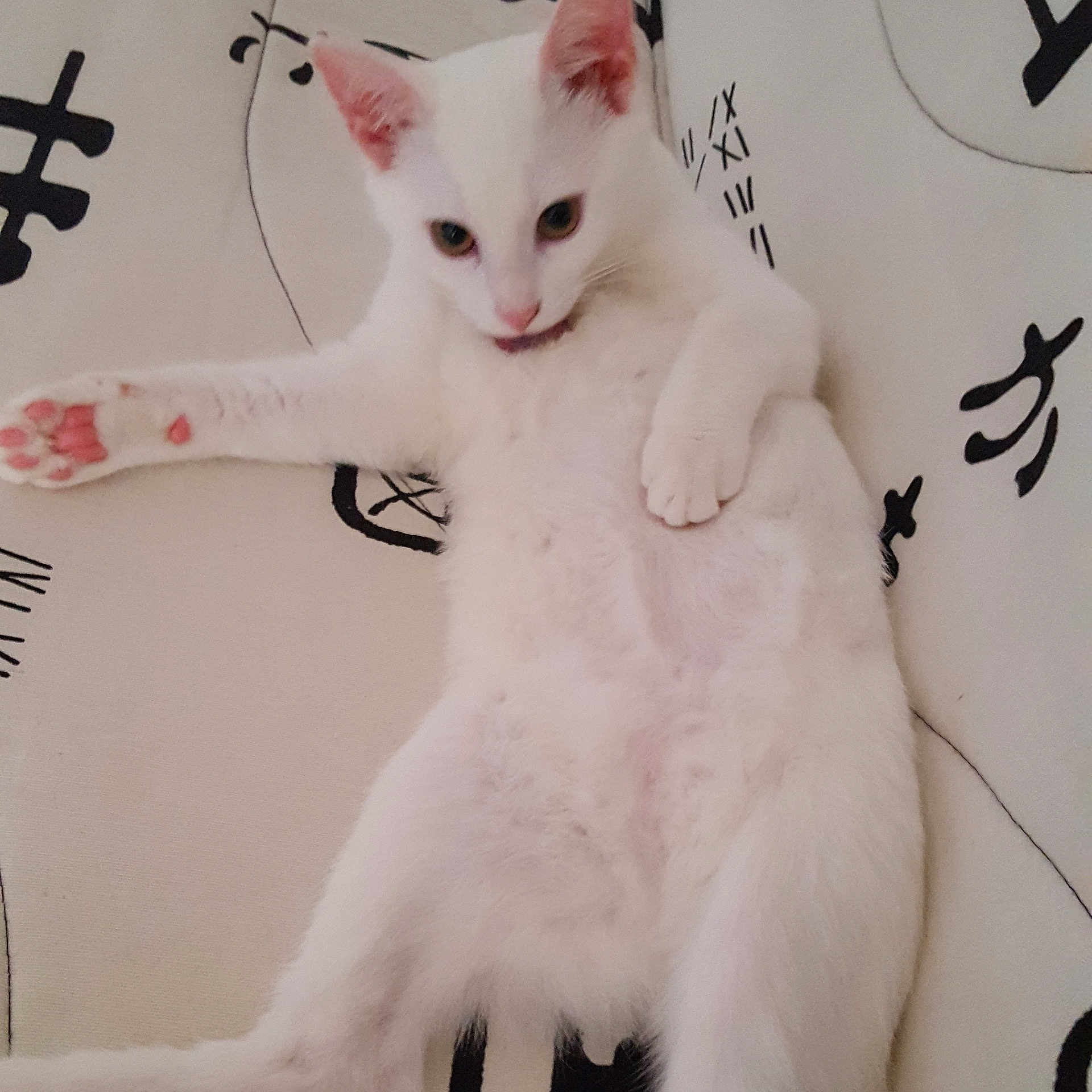 Venus