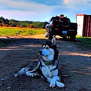 Clyde joined the competition — help win amazing prizes! animal, black_and_white, blue_sky, clouds, collar, dog, farm, field, gravel, husky, landscape, lying_down, outdoor, pet, pickup_truck, portrait, rural, siberian_husky, sitting, vehicle