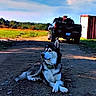 animal, black_and_white, blue_sky, clouds, collar, dog, farm, field, gravel, husky, landscape, lying_down, outdoor, pet, pickup_truck, portrait, rural, siberian_husky, sitting, vehicle