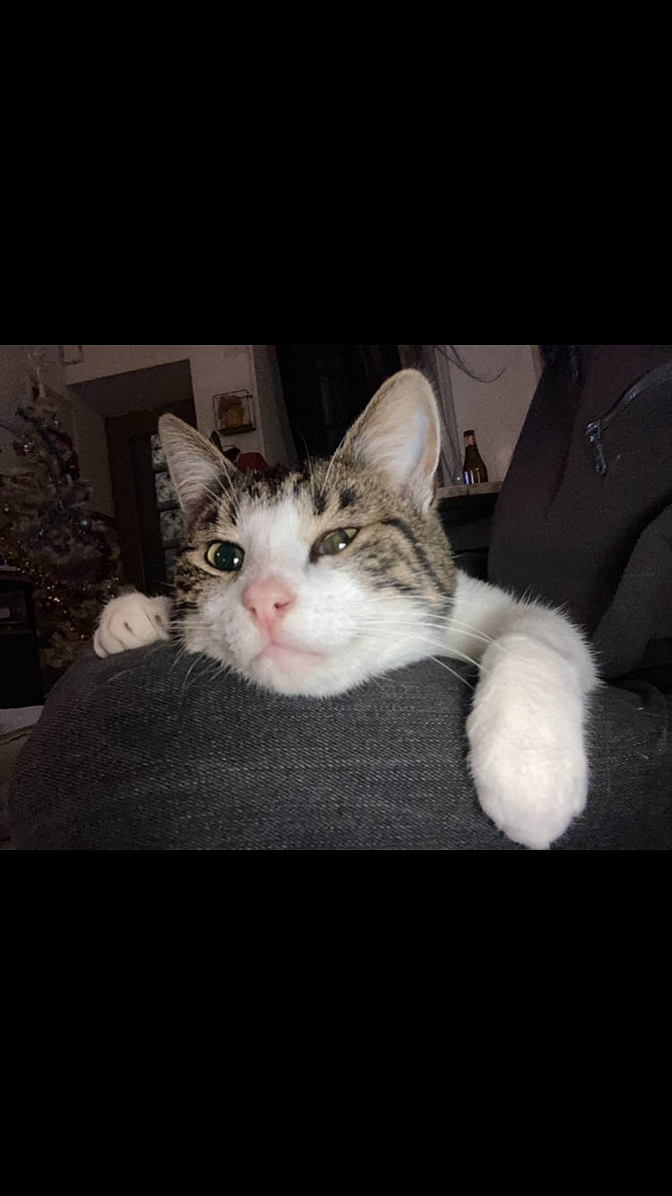 Roméo a rejoint le concours — aidez-le/la à gagner de superbes lots ! carnivore, cat, claw, comfort, darkness, domestic_short_haired_cat, ear, felidae, fur, paw, photo_caption, small_to_medium_sized_cats, tail, whiskers