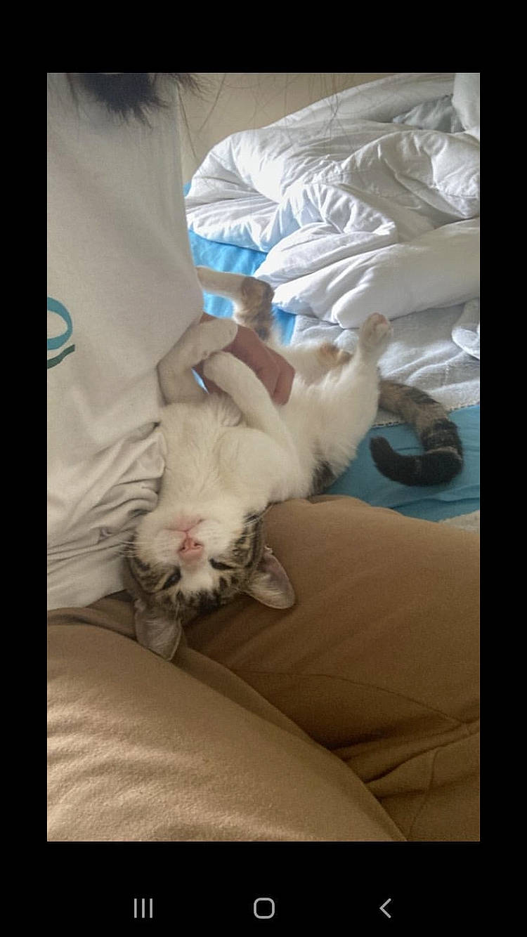 Roméo a rejoint le concours — aidez-le/la à gagner de superbes lots ! bed, bedding, carnivore, cat, comfort, companion_dog, couch, electronic_device, felidae, fur, gesture, human_leg, lap, linens, paw, room, small_to_medium_sized_cats, tail, textile, whiskers