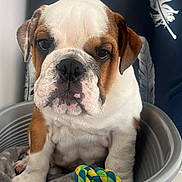 Arthus participe au concours pour gagner de l'argent avec cette photo : bulldog, puppy, dog, pet, toy, rope_toy, blanket, plastic_tub, indoor, closeup, brown_and_white, wrinkled_face, cute, animal, face, expression, decor, feathers, background, sitting