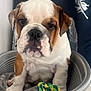bulldog, puppy, dog, pet, toy, rope_toy, blanket, plastic_tub, indoor, closeup, brown_and_white, wrinkled_face, cute, animal, face, expression, decor, feathers, background, sitting