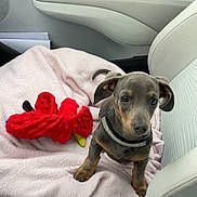 Pepito a rejoint le concours — aidez-le/la à gagner de superbes lots ! puppy, dog, car_interior, blanket, toy, red_toy, seat, leather_seat, seatbelt_buckle, car_door, window, small_dog, pet, cute, alert, young_dog, animal, companion, indoor, transportation