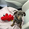 puppy, dog, car_interior, blanket, toy, red_toy, seat, leather_seat, seatbelt_buckle, car_door, window, small_dog, pet, cute, alert, young_dog, animal, companion, indoor, transportation