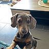 dog, puppy, dachshund, living_room, couch, coffee_table, dog_bed, floor, tile_floor, window, sliding_door, pet_toys, indoor, curious, brown_dog, short_hair, ears, paws, furniture, home