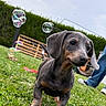 Pepito participe au concours pour gagner de l'argent avec cette photo : dog, puppy, dachshund, grass, bubbles, outdoor, pet, animal, greenery, bench, person, jeans, playful, cute, young, nature, sky, fun, small_dog, summer
