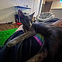 cat, gray_cat, indoor, pet, person, lap, stretching, furniture, green_rug, fish_tank, wood_floor, relaxing, cozy, hand, casual, home, living_room, animal, domestic, comfortable
