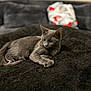 Nikolai Dimitri is registered to the contest to win money with this photo: cat, gray_cat, feline, pet, animal, resting, indoor, blanket, soft_texture, fur, relaxed, lying_down, cozy, domestic_cat, portrait, cute, calm, mammal, whiskers, ears