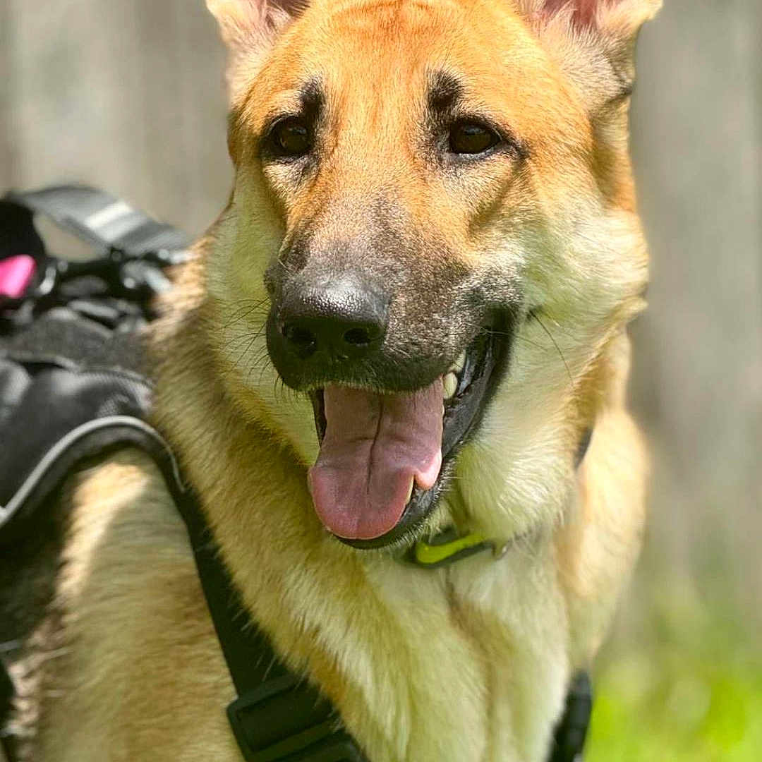 Remi