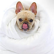 Lucie joined the competition — help win amazing prizes! dog, french_bulldog, tongue_out, blanket, white, cute, pet, animal, snuggled, cozy, fur, ears, face, portrait, indoor, soft, wrapped, adorable, playful, muzzle