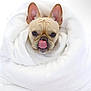 dog, french_bulldog, tongue_out, blanket, white, cute, pet, animal, snuggled, cozy, fur, ears, face, portrait, indoor, soft, wrapped, adorable, playful, muzzle