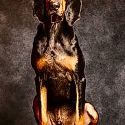 Dgex a rejoint le concours — aidez-le/la à gagner de superbes lots ! adult_dog, attentive, black_and_tan, brown_eyes, canine, collar, dog, fur, gaze, indoor, long_ears, paw_pads, paws, pet, portrait, short_hair, sitting, studio_backdrop, table, well_groomed