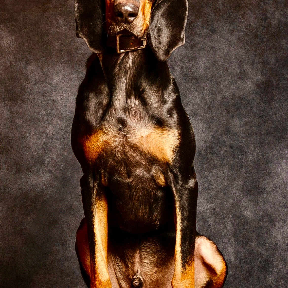 Dgex a rejoint le concours — aidez-le/la à gagner de superbes lots ! adult_dog, attentive, black_and_tan, brown_eyes, canine, collar, dog, fur, gaze, indoor, long_ears, paw_pads, paws, pet, portrait, short_hair, sitting, studio_backdrop, table, well_groomed