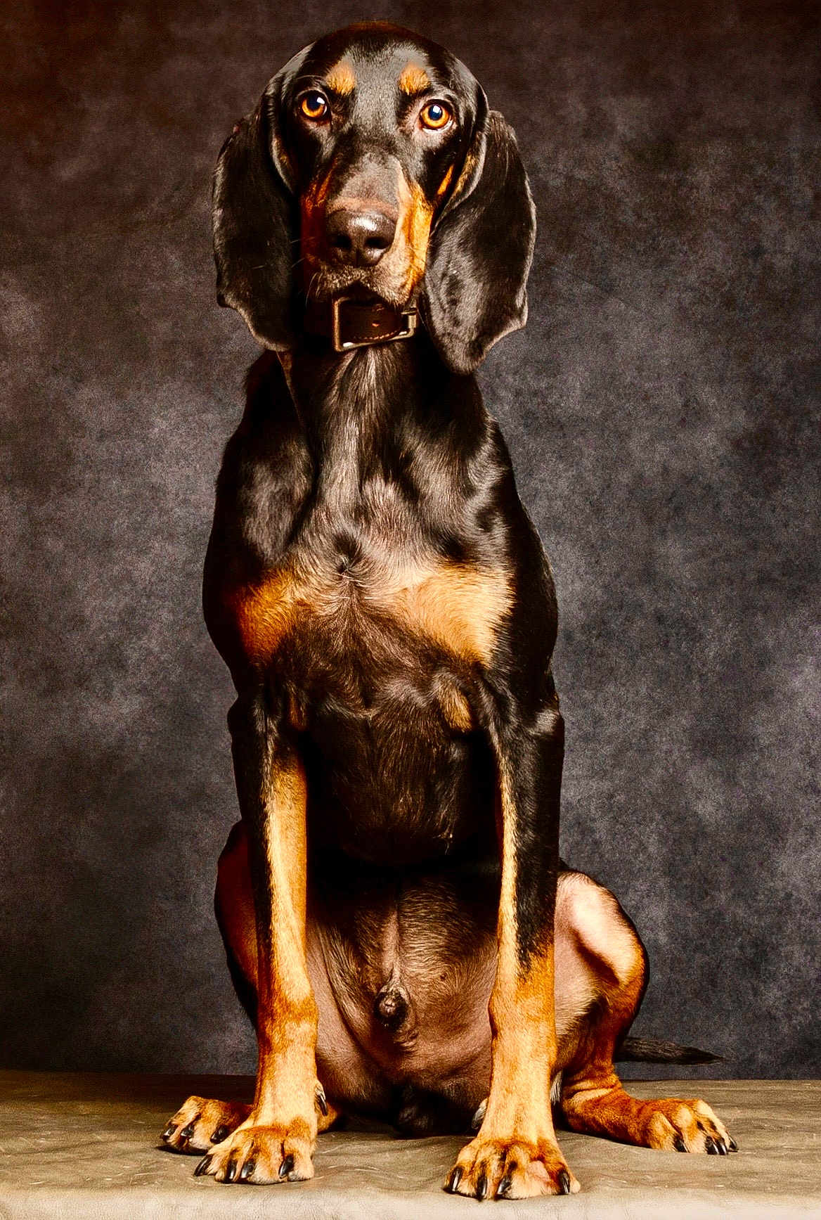 Dgex a rejoint le concours — aidez-le/la à gagner de superbes lots ! adult_dog, attentive, black_and_tan, brown_eyes, canine, collar, dog, fur, gaze, indoor, long_ears, paw_pads, paws, pet, portrait, short_hair, sitting, studio_backdrop, table, well_groomed