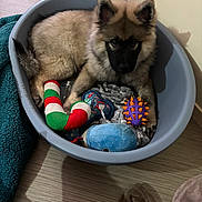 Arko participe au concours pour gagner de l'argent avec cette photo : puppy, dog, pet_bed, toys, plush_toy, blanket, floor, indoor, cozy, cute, animal, young_dog, brown_fur, black_face, ears, tail, looking, resting, home, wooden_floor