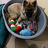 puppy, dog, pet_bed, toys, plush_toy, blanket, floor, indoor, cozy, cute, animal, young_dog, brown_fur, black_face, ears, tail, looking, resting, home, wooden_floor