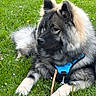 Arko a rejoint le concours — aidez-le/la à gagner de superbes lots ! dog, canine, fur, grass, outdoor, pet, animal, blue_harness, laying_down, fluffy, nature, green_grass, muzzle, ears, tail, daylight, domestic_animal, leash, resting, alert