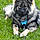 Arko