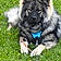 Arko