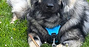 Arko participe au concours pour gagner de l'argent avec cette photo : dog, grass, outdoor, pet, animal, canine, fur, leash, harness, stick, nature, resting, cute, fluffy, muzzle, ears, paws, summer, greenery, companion