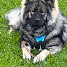 dog, grass, outdoor, pet, animal, canine, fur, leash, harness, stick, nature, resting, cute, fluffy, muzzle, ears, paws, summer, greenery, companion
