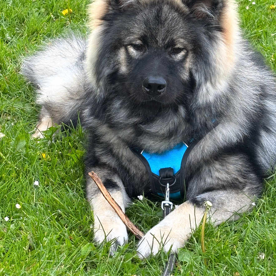Arko