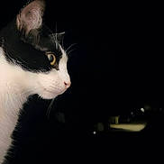 Fripon a rejoint le concours — aidez-le/la à gagner de superbes lots ! alert, animal, black_and_white, cat, close_up, dark_background, dramatic_lighting, ear, eye, fur, mysterious, night, outdoor, pet, photography, portrait, profile, side_view, tuxedo_cat, whiskers