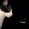 alert, animal, black_and_white, cat, close_up, dark_background, dramatic_lighting, ear, eye, fur, mysterious, night, outdoor, pet, photography, portrait, profile, side_view, tuxedo_cat, whiskers