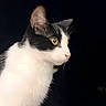 Fripon participe au concours pour gagner de l'argent avec cette photo : alert, animal, black_and_white, cat, close_up, dark_background, dramatic_lighting, ears, fur, golden_eyes, indoor, looking_sideways, mammal, pet, photography, portrait, profile, standing, tuxedo_cat, whiskers